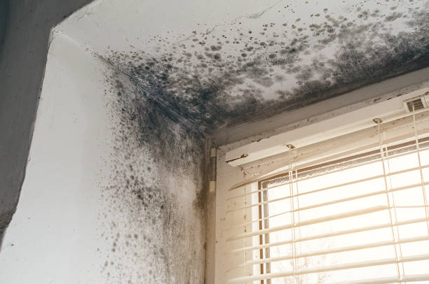 Trusted Mold Inspection service in Redmond, WA - Cheap Mold Removal